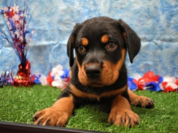 Rottweiler-DOG-Female-BLK/RST-21638-Petland Racine, Wisconsin