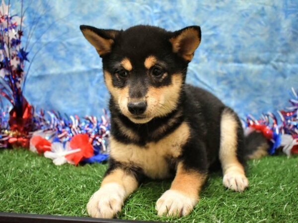 Shiba Inu DOG Female TRI 21641 Petland Racine, Wisconsin