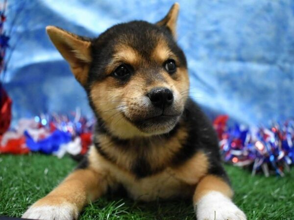 Shiba Inu DOG Male TRI 21640 Petland Racine, Wisconsin