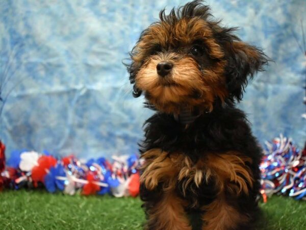 Poovanese DOG Female BLK/TAN 21639 Petland Racine, Wisconsin