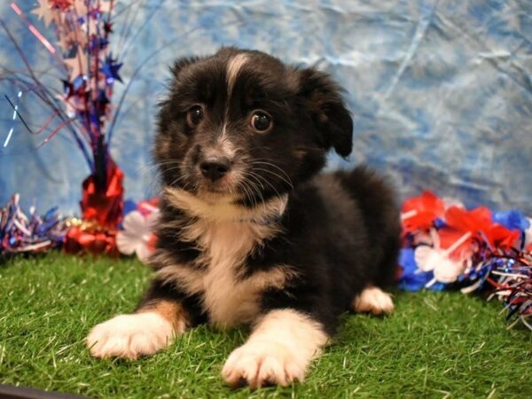 Miniature Australian Shepherd-DOG-Female-BLK/TAN-21634-Petland Racine, Wisconsin