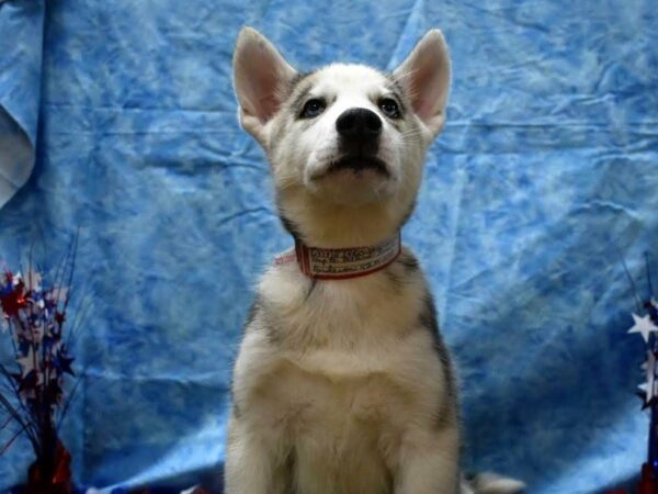 Siberian Husky DOG Female SABLE/WHITE 21643 Petland Racine, Wisconsin