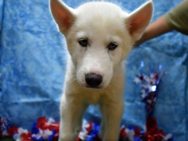 Siberian Husky DOG Male WHITE 21642 Petland Racine, Wisconsin