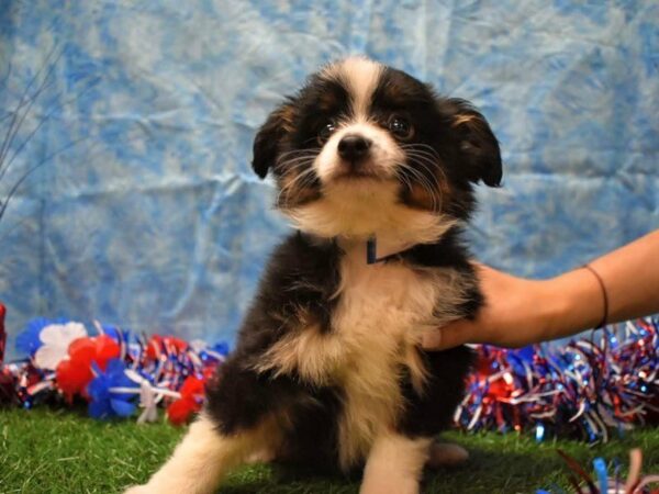 Miniature Australian Shepherd-DOG-Male-BLK/TAN-21633-Petland Racine, Wisconsin