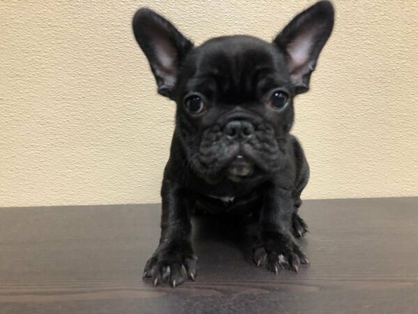 French Bulldog DOG Male BLK BRINDLE 21679 Petland Racine, Wisconsin