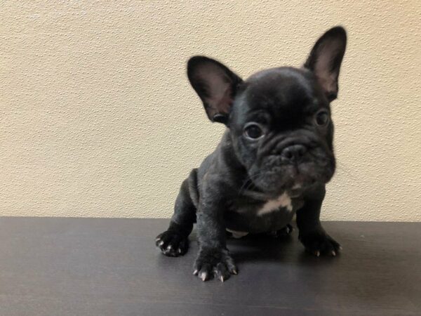 French Bulldog-DOG-Male-BLK BRINDLE-21678-Petland Racine, Wisconsin