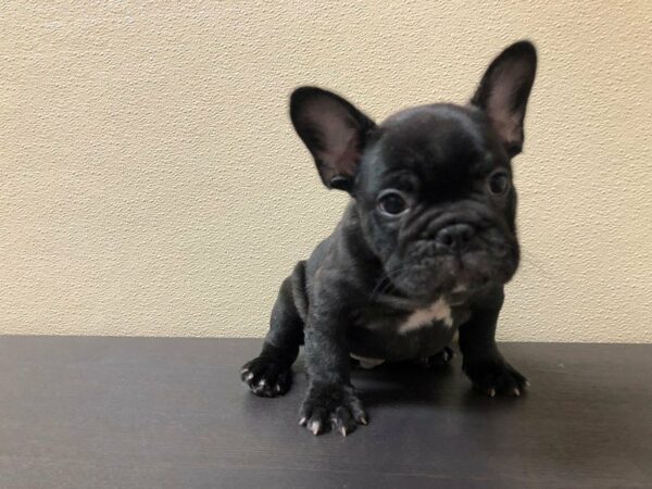 French Bulldog DOG Male BLK BRINDLE 21678 Petland Racine, Wisconsin