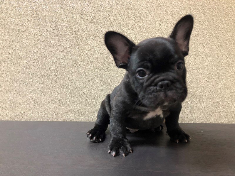 French Bulldog