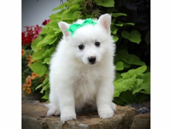 American Eskimo Dog DOG Female White 21699 Petland Racine, Wisconsin