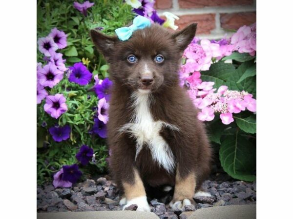 Pomsky DOG Female Red / White 21698 Petland Racine, Wisconsin