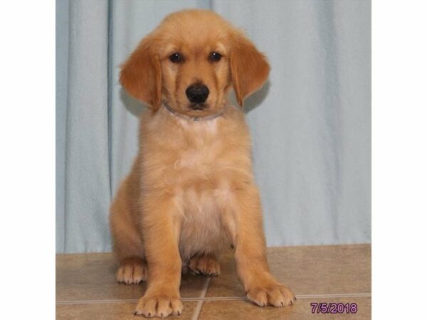 Golden Retriever DOG Male 21690 Petland Racine, Wisconsin