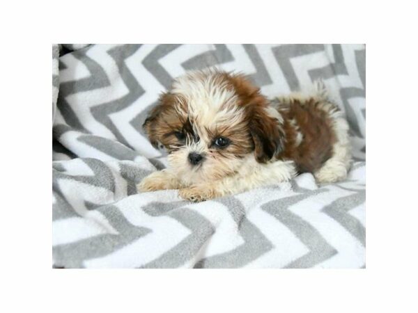 Shih Tzu DOG Female Red / White 21685 Petland Racine, Wisconsin