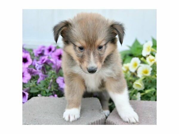 Shetland Sheepdog DOG Male Sable / White 21684 Petland Racine, Wisconsin