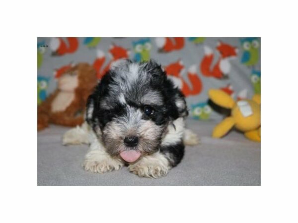 Havanese DOG Female blk & wh 21689 Petland Racine, Wisconsin