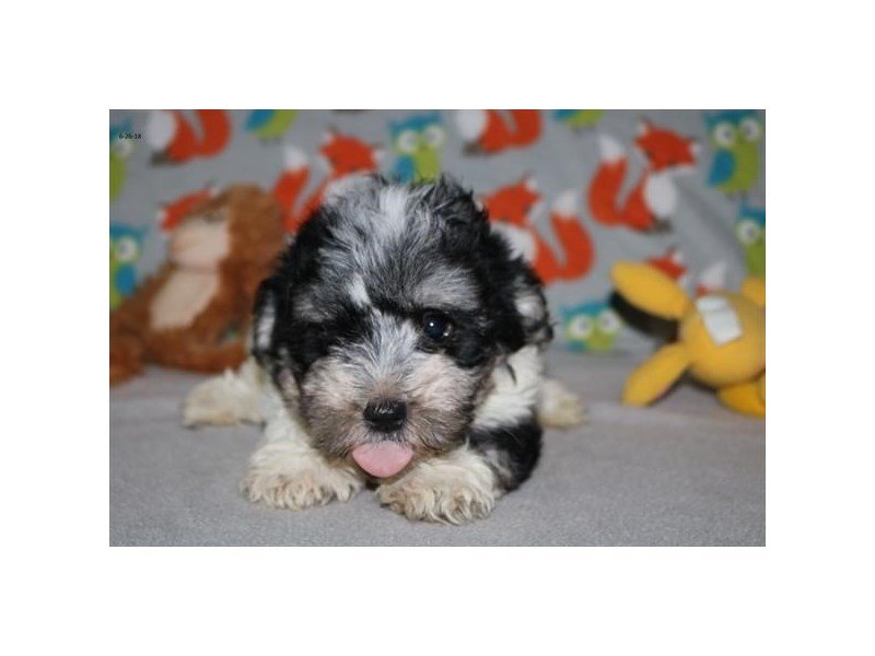 Havanese