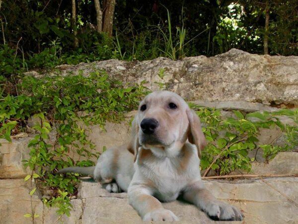 Labrador Retriever DOG Male YELLOW 21711 Petland Racine, Wisconsin