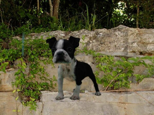 Boston Terrier DOG Male BLK/WH 21709 Petland Racine, Wisconsin