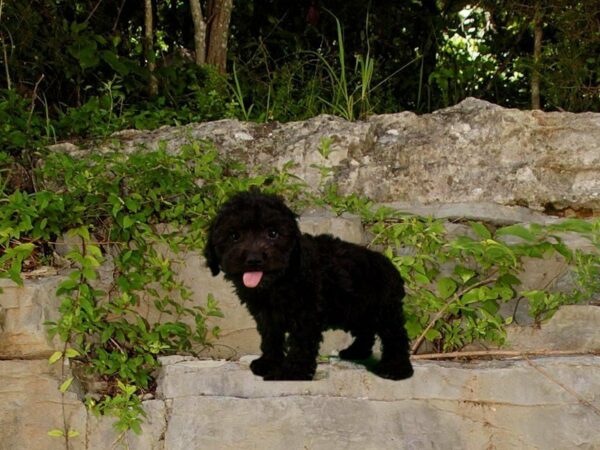 Bichonpoo DOG Female BLACK 21710 Petland Racine, Wisconsin