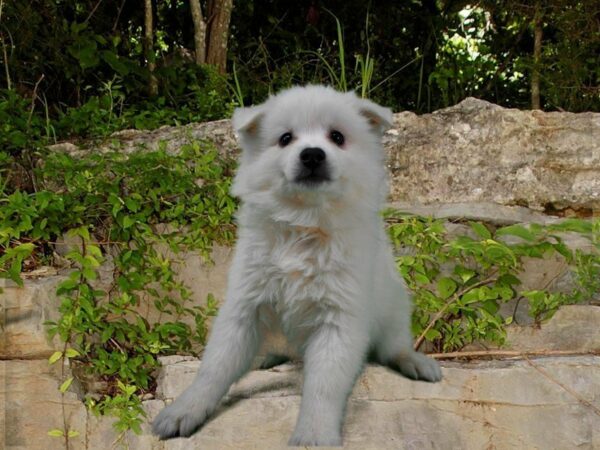 American Eskimo DOG Female WHITE 21714 Petland Racine, Wisconsin