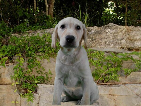 Labrador Retriever DOG Female YELLOW 21712 Petland Racine, Wisconsin