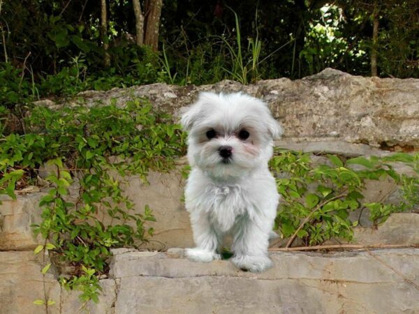 Maltese DOG Female White 21688 Petland Racine, Wisconsin