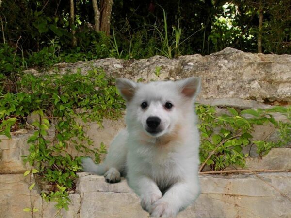 American Eskimo Dog-DOG-Male-White-21693-Petland Racine, Wisconsin