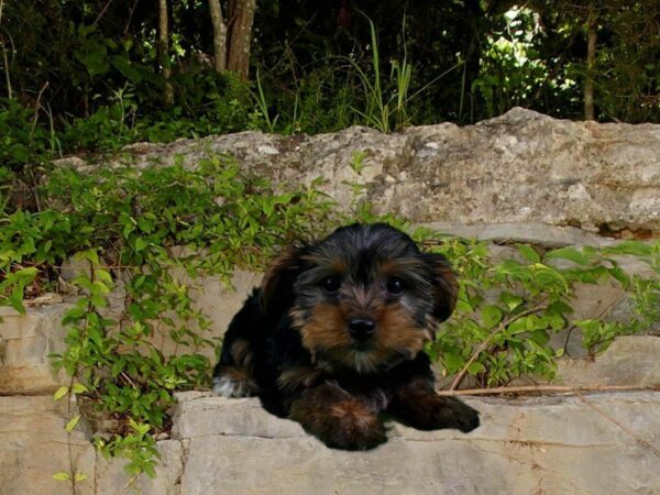 Yorkshire Terrier-DOG-Male-Black / Tan-21692-Petland Racine, Wisconsin