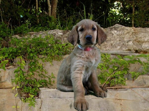 Golden Retriever DOG Female 21691 Petland Racine, Wisconsin