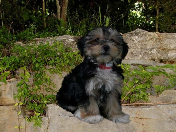 Yochon DOG Female Black / Tan 21681 Petland Racine, Wisconsin