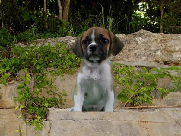 Puggle 2nd Gen DOG Male White / Fawn 21680 Petland Racine, Wisconsin