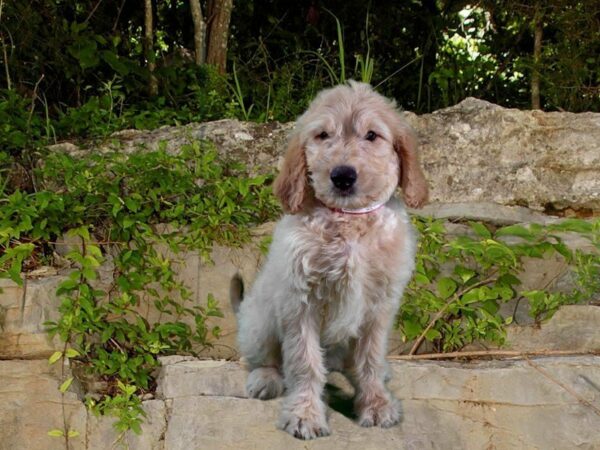 Goldendoodle DOG Female Cream 21683 Petland Racine, Wisconsin