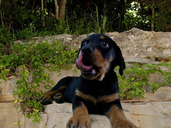 Rottweiler-DOG-Male-BLK/RST-21703-Petland Racine, Wisconsin