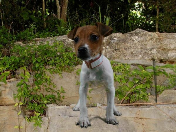 Jack Russell Terrier DOG Female TRI 21701 Petland Racine, Wisconsin