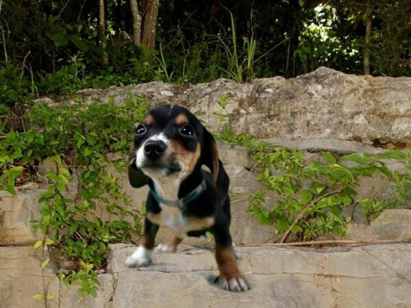 Chiweenie-DOG-Male-BLK/TN/WH-21704-Petland Racine, Wisconsin