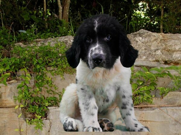 Newfoundland DOG Male BLK/WH 21708 Petland Racine, Wisconsin