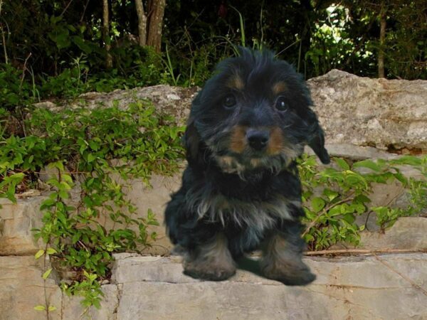 Dorkie-DOG-Female-BLK/TAN-21706-Petland Racine, Wisconsin