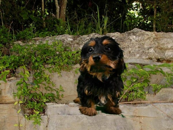 Dorkie DOG Male BLK/TAN 21705 Petland Racine, Wisconsin