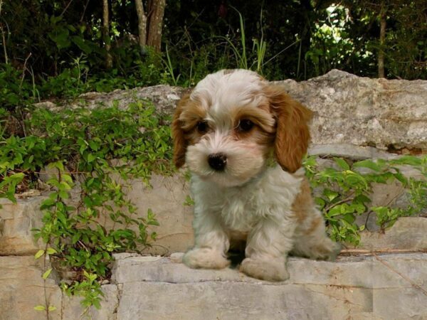 Cavapoo DOG Male BHEIM 21696 Petland Racine, Wisconsin