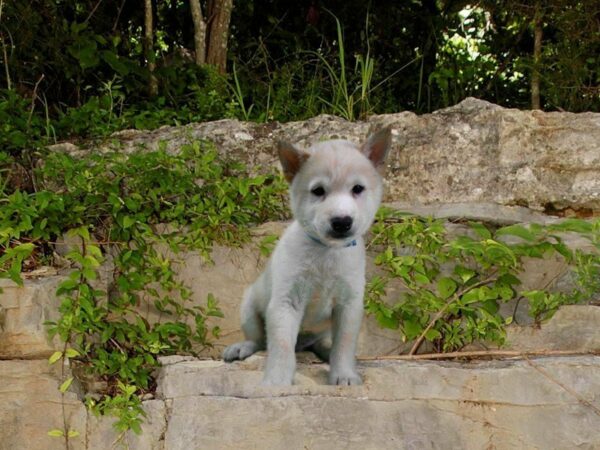 Shiba Inu DOG Male CREAM 21695 Petland Racine, Wisconsin