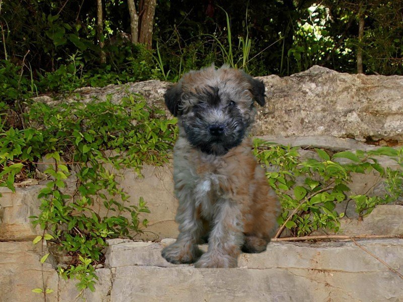 Soft Coated Wheaten Terrier