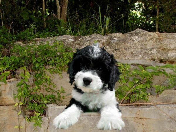 Cavapoo DOG Male BLK/WH 21697 Petland Racine, Wisconsin