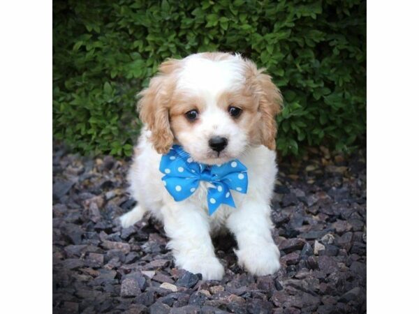 Cavapoo DOG Male Blenheim 21715 Petland Racine, Wisconsin