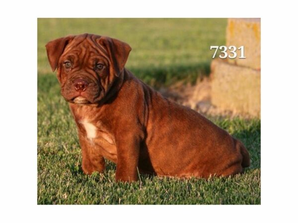 Olde Bulldog DOG Male Cinnamon 21734 Petland Racine, Wisconsin