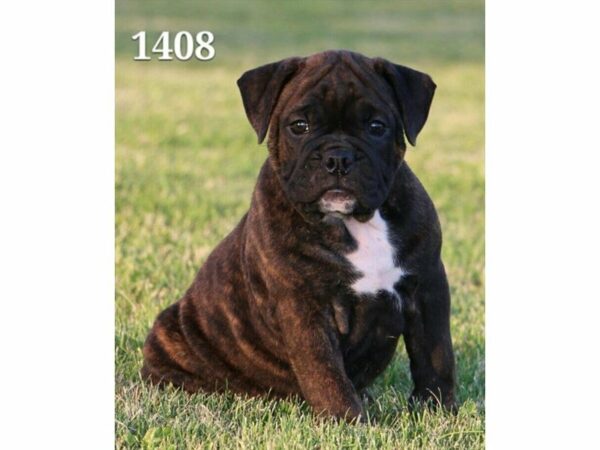 Olde Bulldog DOG Male Black / Brindle 21733 Petland Racine, Wisconsin