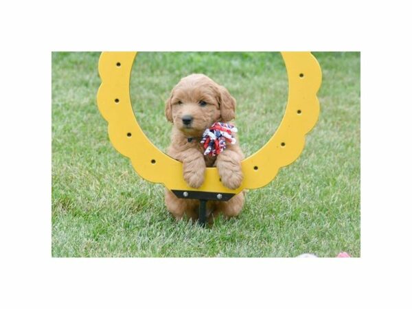 Goldendoodle Mini DOG Female Red 21722 Petland Racine, Wisconsin