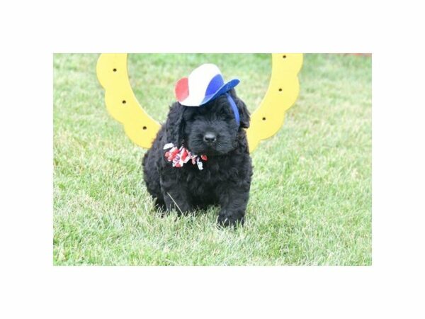 Newfoundland/Poodle-DOG-Male-Black-21730-Petland Racine, Wisconsin