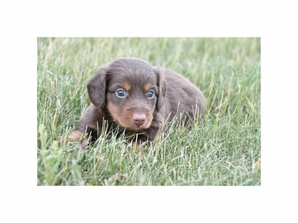 Dachshund DOG Male Chocolate / Tan 21732 Petland Racine, Wisconsin