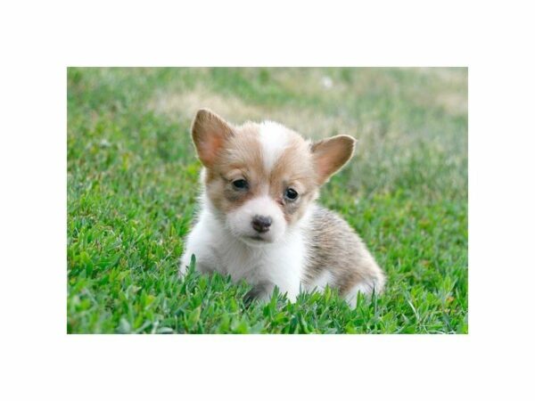 Pembroke Welsh Corgi DOG Female Red / White 21723 Petland Racine, Wisconsin