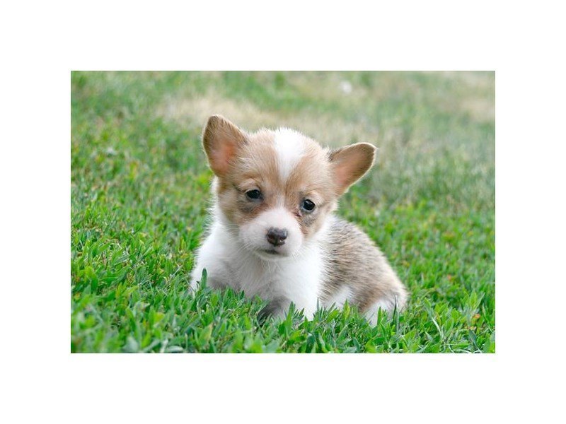 Pembroke Welsh Corgi