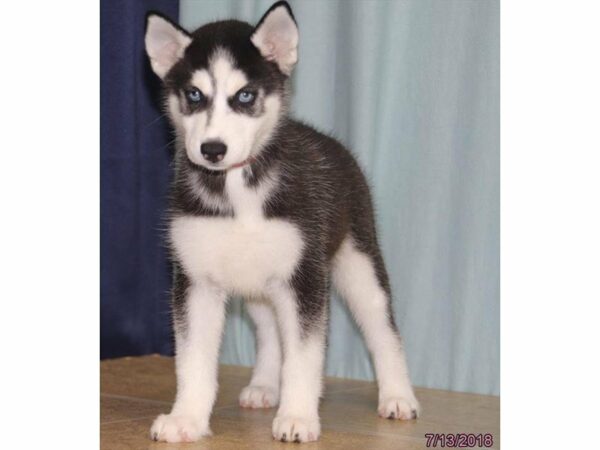 Siberian Husky DOG Female Black / White 21729 Petland Racine, Wisconsin